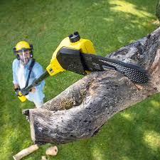 How Our Tree Care Process Works  in  Preston Heights, IL