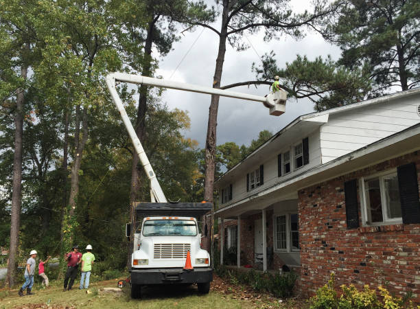 Best Tree Maintenance Programs  in Preston Heights, IL