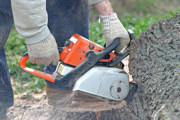 Professional Tree Care in Preston Heights, IL