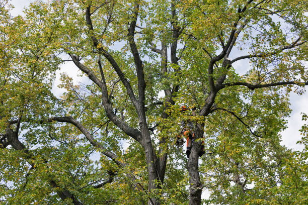 Lawn Pest Prevention in Preston Heights, IL